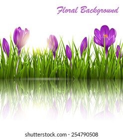 Green grass lawn, violet crocuses and sunrise with reflection on white. Floral nature spring background