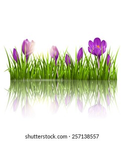 Green grass lawn, violet crocuses and sunrise with reflection on white. Floral nature spring background