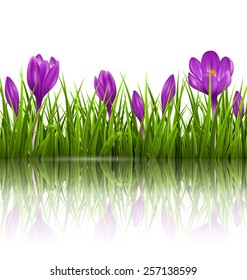 Green grass lawn and violet crocuses with reflection on white. Floral nature spring background