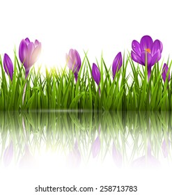 Green grass lawn, violet crocuses and sunrise with reflection on white. Floral nature spring background