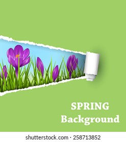 Green grass lawn with violet crocuses and ripped paper sheet isolated on green. Floral nature spring background