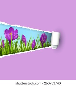 Green grass lawn with violet crocuses and ripped paper sheet isolated on violet. Floral nature spring background