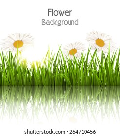 Green grass lawn with white chamomiles and reflection on white. Floral nature flower background