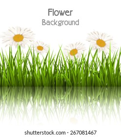 Green grass lawn with white chamomiles and reflection on white background. Floral nature flower background
