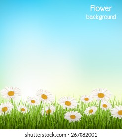 Green grass lawn with white chamomiles on sky background