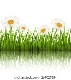 Green grass lawn with white chamomiles and reflection on white background. Floral nature flower background