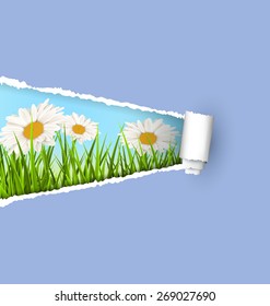 Green grass lawn with white chamomiles and ripped paper sheet isolated on green. Floral nature flower background