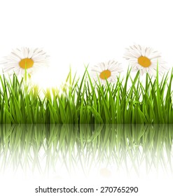 Green grass lawn with white chamomiles and reflection on white. Floral nature flower background