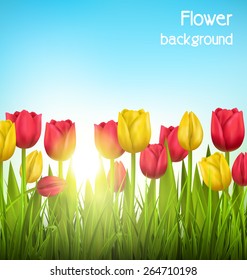 Green grass lawn with yellow and red tulips and sunlight on sky. Floral nature flower background