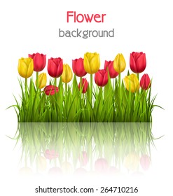 Green grass lawn with yellow and red tulips and reflection on white. Floral nature flower background