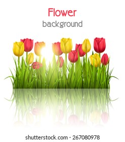 Green grass lawn with yellow and red tulips sunlight and reflection on white. Floral nature flower background