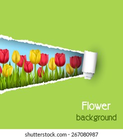 Green grass lawn with yellow and red tulips and ripped paper sheet isolated on green. Floral nature flower background