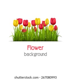 Green grass lawn with yellow and red tulips isolated on white. Floral nature flower background