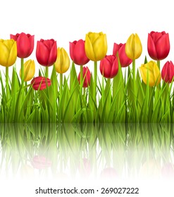 Green grass lawn with yellow and red tulips sunlight and reflection on white. Floral nature flower background