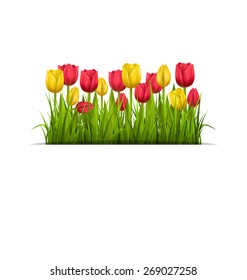 Green grass lawn with yellow and red tulips isolated on white. Floral nature flower background