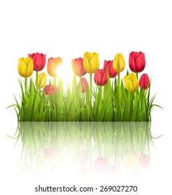 Green grass lawn with yellow and red tulips sunlight and reflection on white. Floral nature flower background