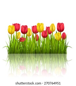 Green grass lawn with yellow and red tulips and reflection on white. Floral nature flower background