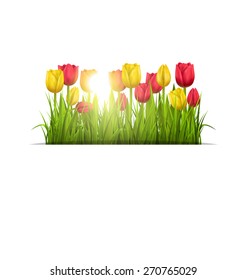 Green grass lawn with yellow and red tulips and sunlight isolated on white. Floral nature flower background