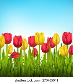 Green grass lawn with yellow and red tulips on sky. Floral nature flower background