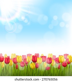 Green grass lawn with yellow and red tulips and sunlight on sky. Floral nature flower background