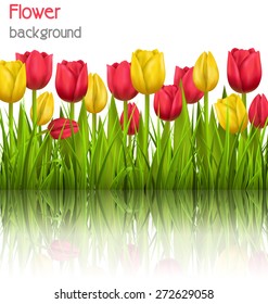 Green grass lawn with yellow and red tulips sunlight and reflection on white. Floral nature flower background