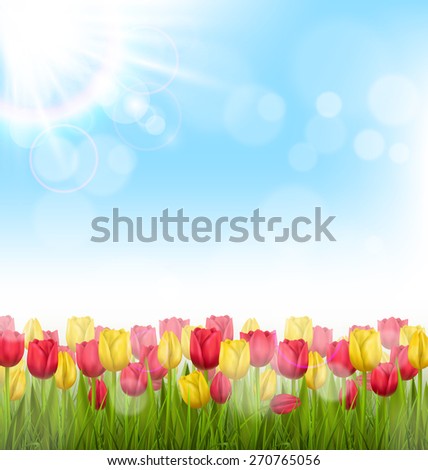 Green grass lawn with yellow and red tulips and sunlight on sky. Floral nature flower background