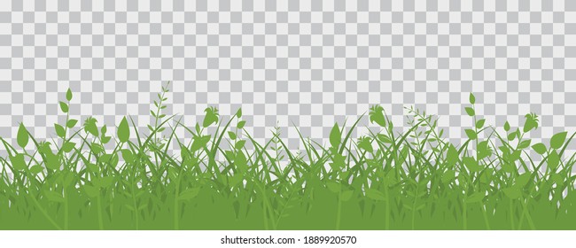 Green grass meadow border  Spring plant field lawn  Grass background 