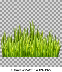 Green grass meadow bottom border isolated on transparent background. Decoration element. Vector illustration
