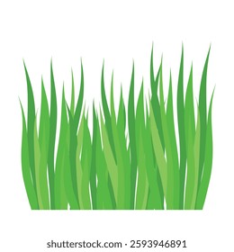 Green grass for natural garden landscape. Eco fresh botanic ecology