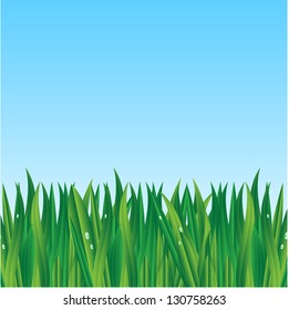 green grass on a background blue sky