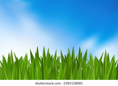 Green grass on blue sky background. Vector spring summer field, cloudy sun landscape. Bush meadow lawn, nature plant garden border. Fresh 3d park texture abstract land sunrise. Easter day farm hill