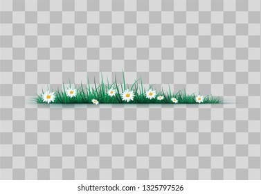 Green grass on a transparent background. glade in the forest grass. Chamomiles on the glade.