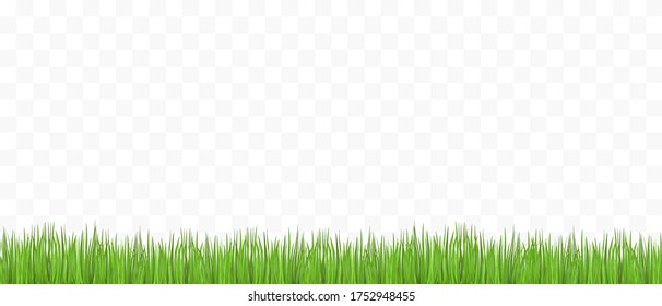 Green grass on transparent background - place for your text. Vector illustration.