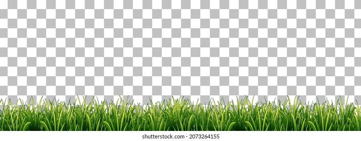 Green grass on transparent background illustration