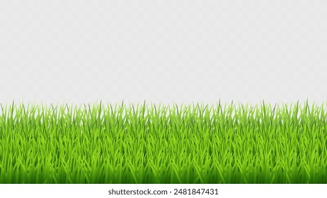 Green Grass on Transparent Background. Vector Illustration of Lush Spring Lawn. Summer Nature Decor.