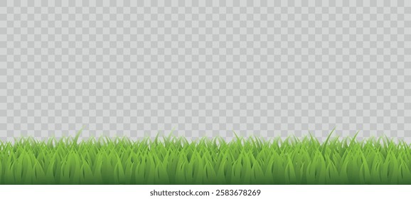 Green grass on transparent background. Realistic isolated object, spring summer lawn, meadow in park. Fresh botanical element. Horizontal backdrop. Herbal landscape. Vector concept