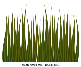 Green grass on white background. Vector illustration.