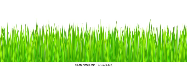 Green grass on white background, panoramic view, vector illustration