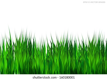 Green grass on white background. Vector eps10 illustration.