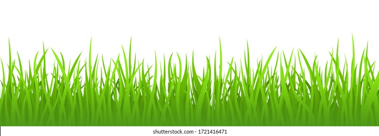 Green grass on white background, spring lawn. Panoramic view, vector illustration.