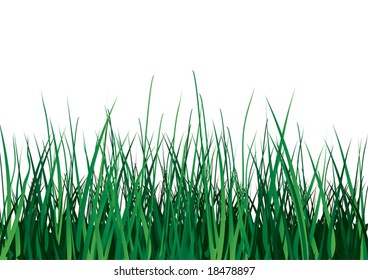 Green grass on white background. Vector illustration. Isolated.