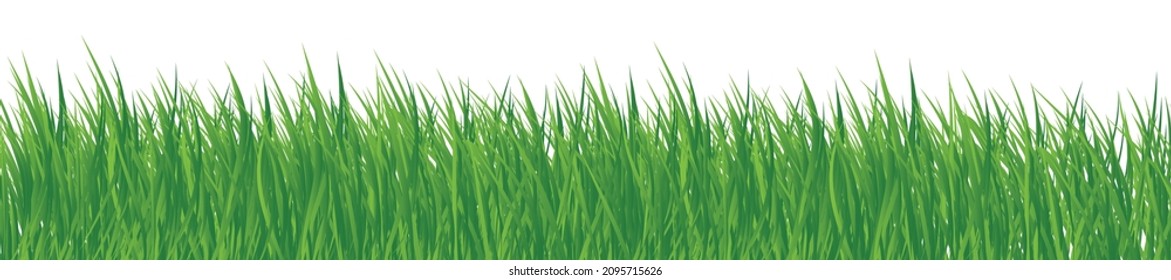 hierba verde sobre fondo blanco