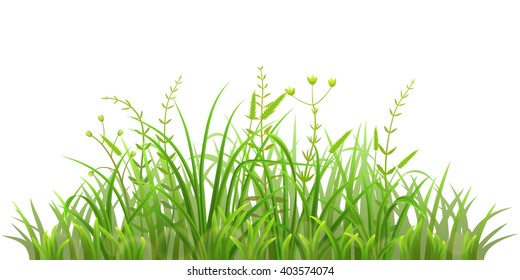 Green grass on white background