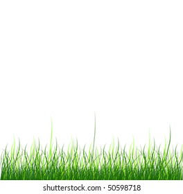 Green grass on white background. Vector illustration.