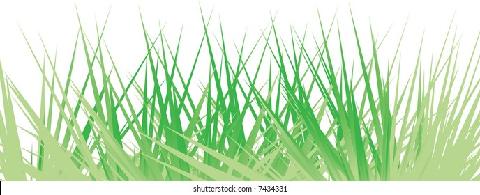El césped verde sobre fondo blanco. Ilustración del vector