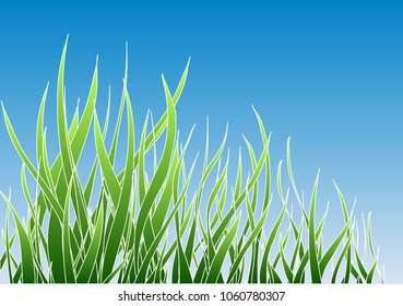 Green grass over blue sky border, field vector illustration. Symbol of nature, plant, ecology and growth. Summer background.