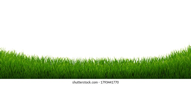 Green Grass Panorama With White Background With Gradient Mesh, Vector Illustration
