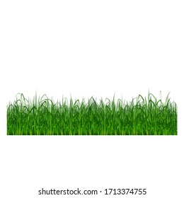 Green Grass Plant Cartoon Vector Ilustration for your design