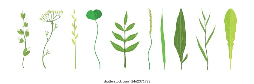 Green Grass Plant Part and Element Vector Set