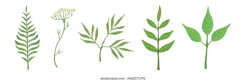 Green Grass Plant Part and Element Vector Set
